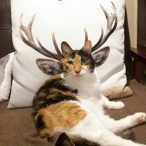 Meet your Posher, Shari